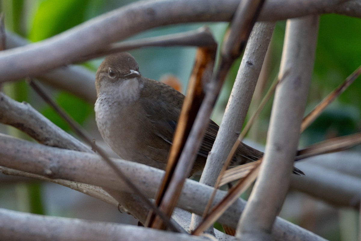 West Himalayan Bush Warbler - ML620664219