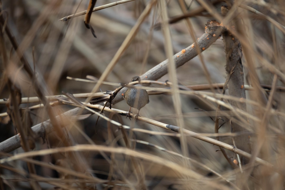 West Himalayan Bush Warbler - ML620664223