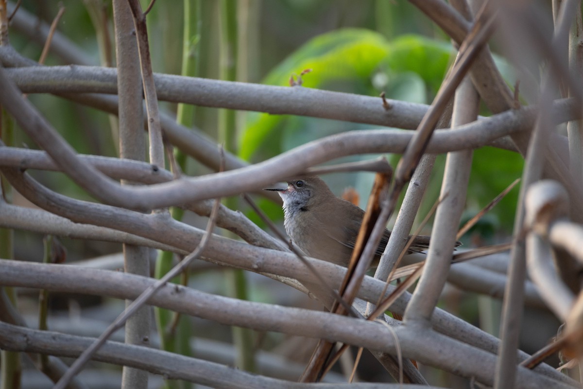 West Himalayan Bush Warbler - ML620664225