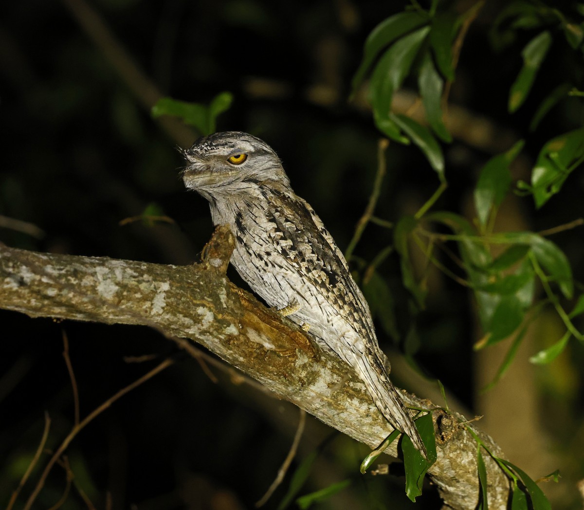 Tawny Frogmouth - Julie Sarna