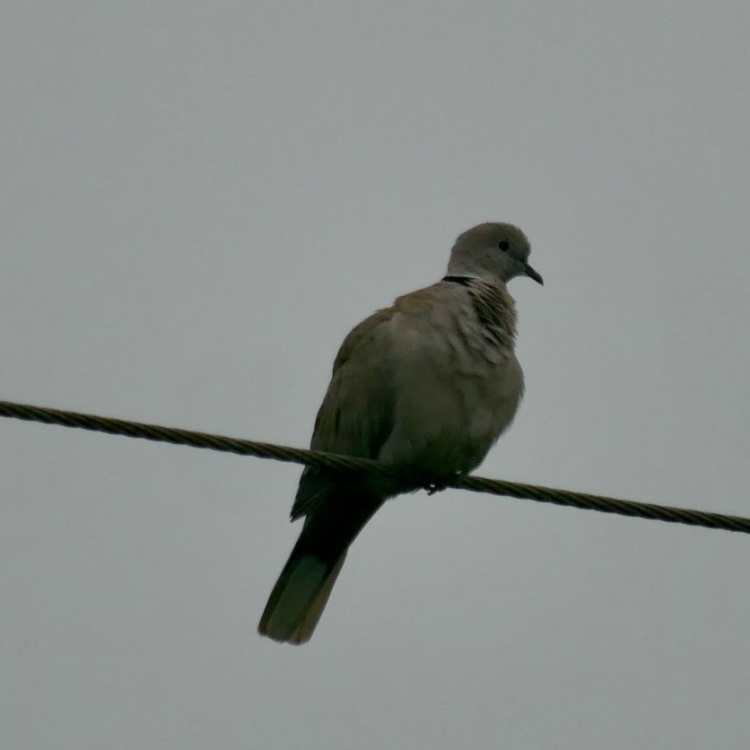 Eurasian Collared-Dove - ML620664234