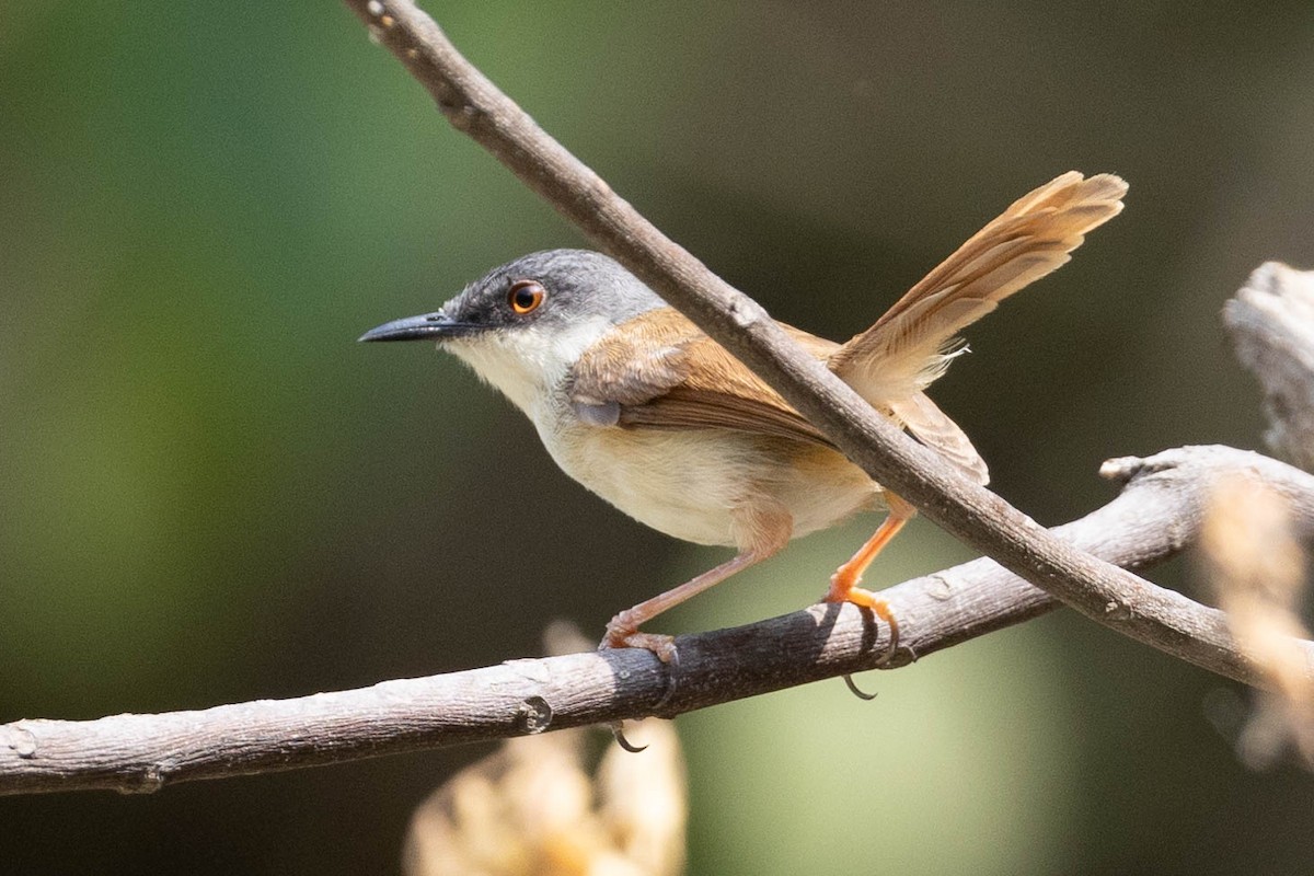 Gray-crowned Prinia - ML620664239