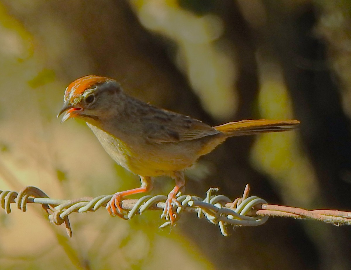 Rufous-crowned Sparrow - ML620664242