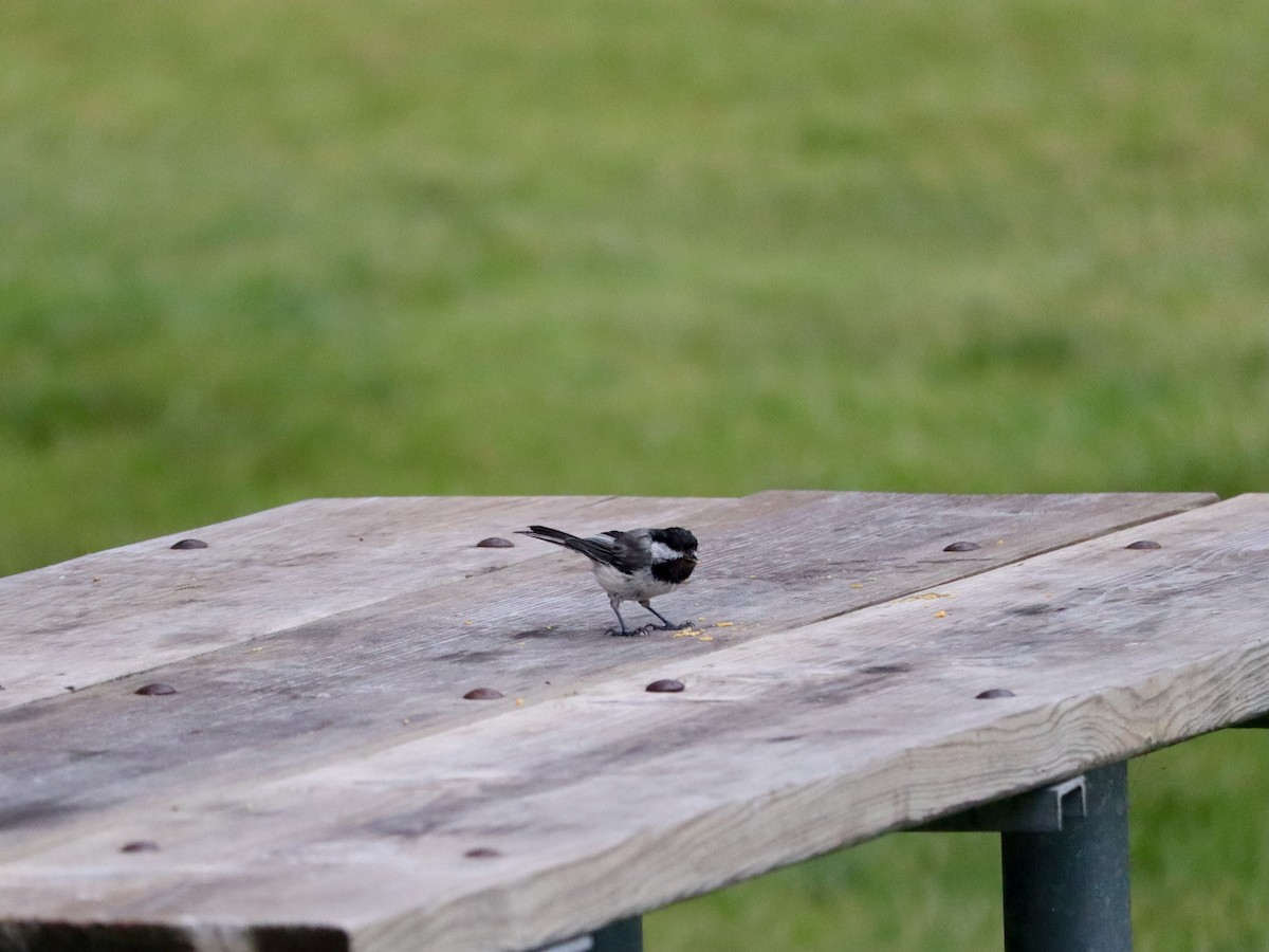 Black-capped Chickadee - ML620664243