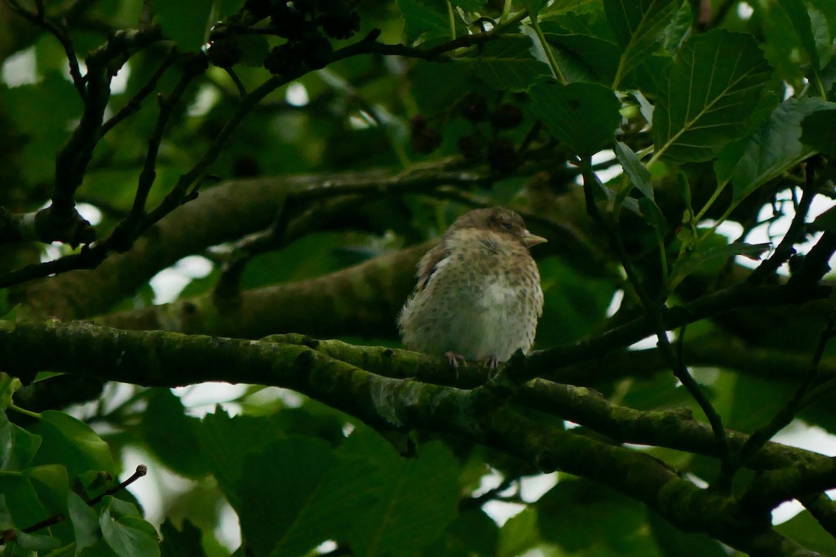 Moineau domestique - ML620664245