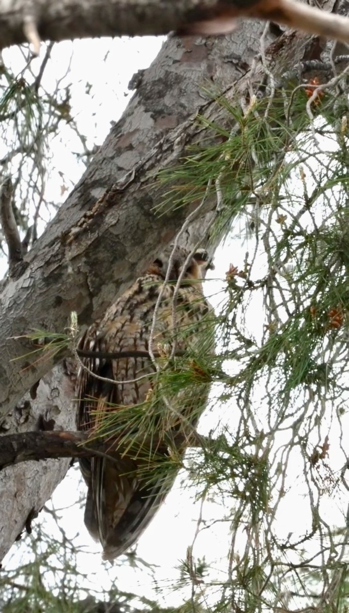 Long-eared Owl - ML620664246