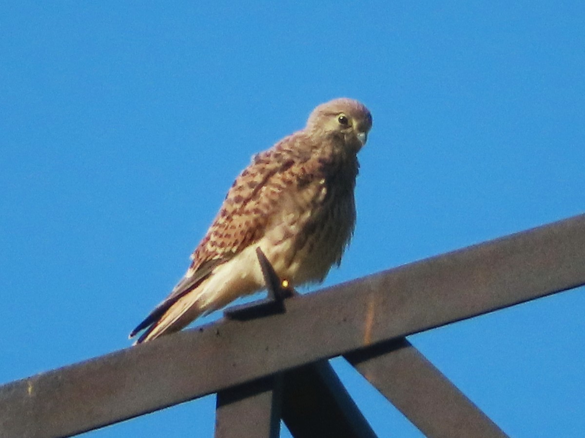 Eurasian Kestrel - ML620664249