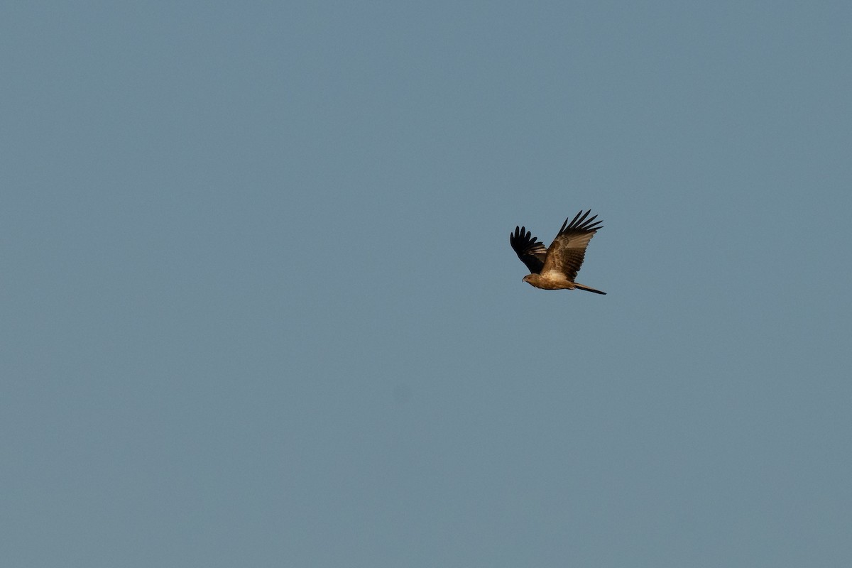 Whistling Kite - ML620664251