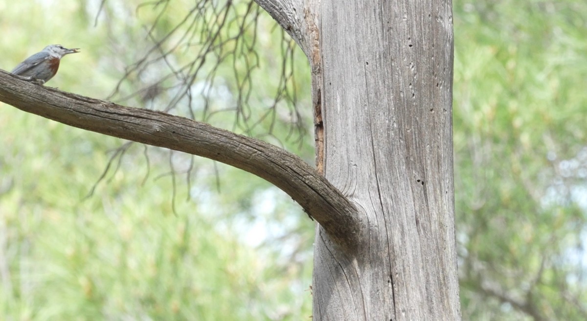 Krüper's Nuthatch - ML620664252