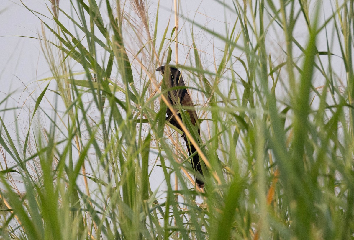 Lesser Coucal - ML620664254