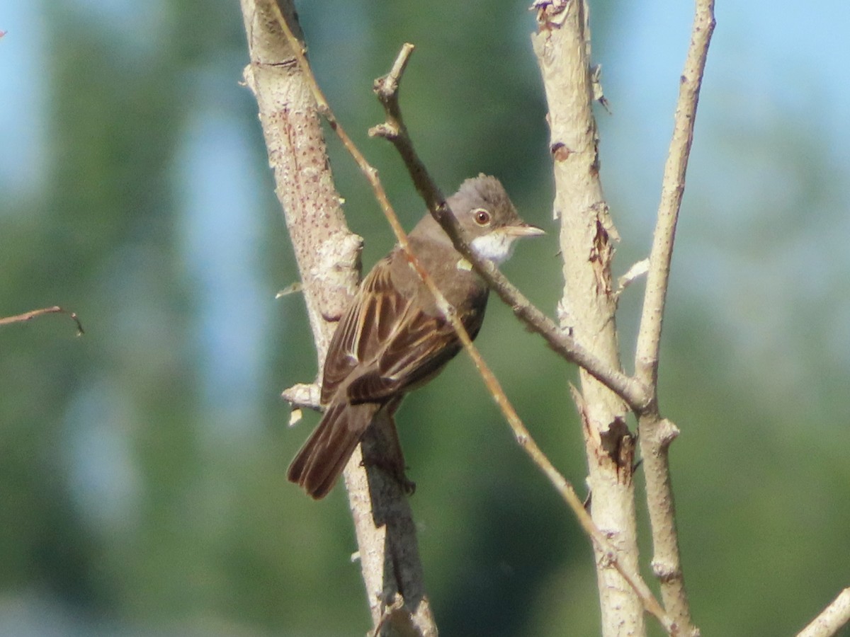 Greater Whitethroat - ML620664255