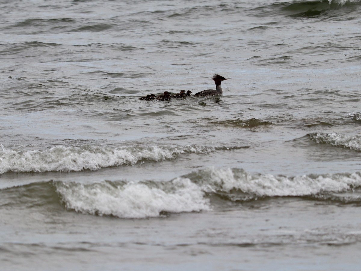 Common Merganser - ML620664257