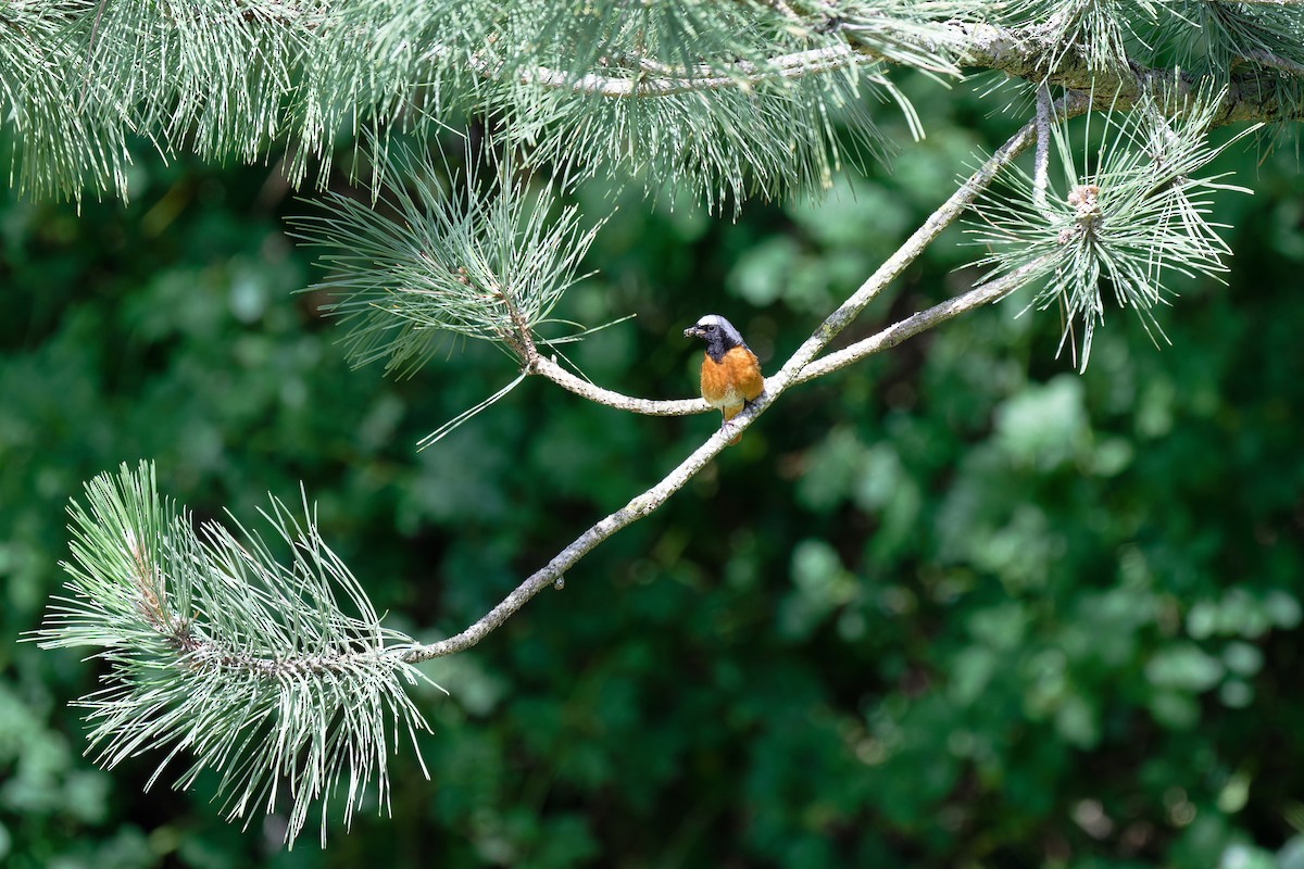 Common Redstart - ML620664258