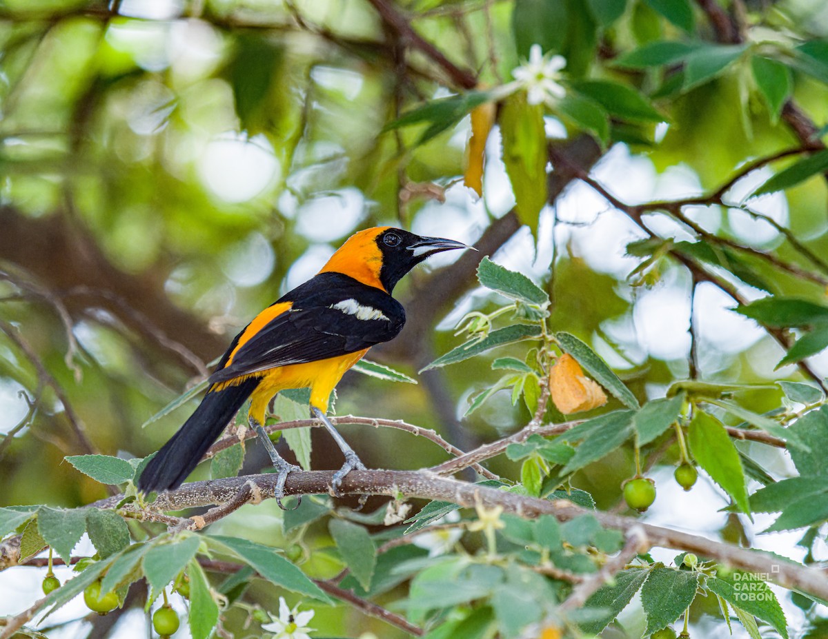 Oriole masqué - ML620664259