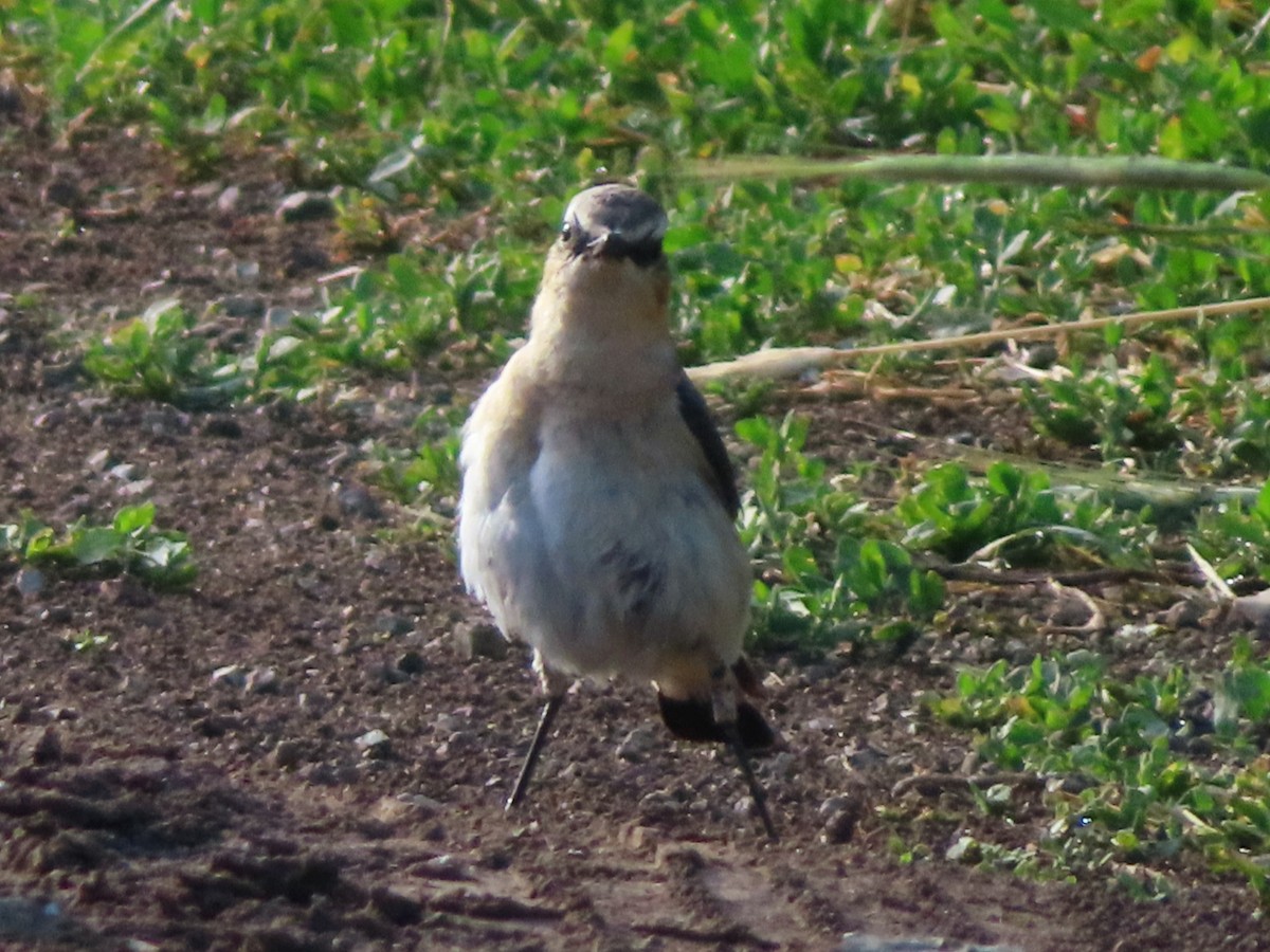 Northern Wheatear - ML620664260