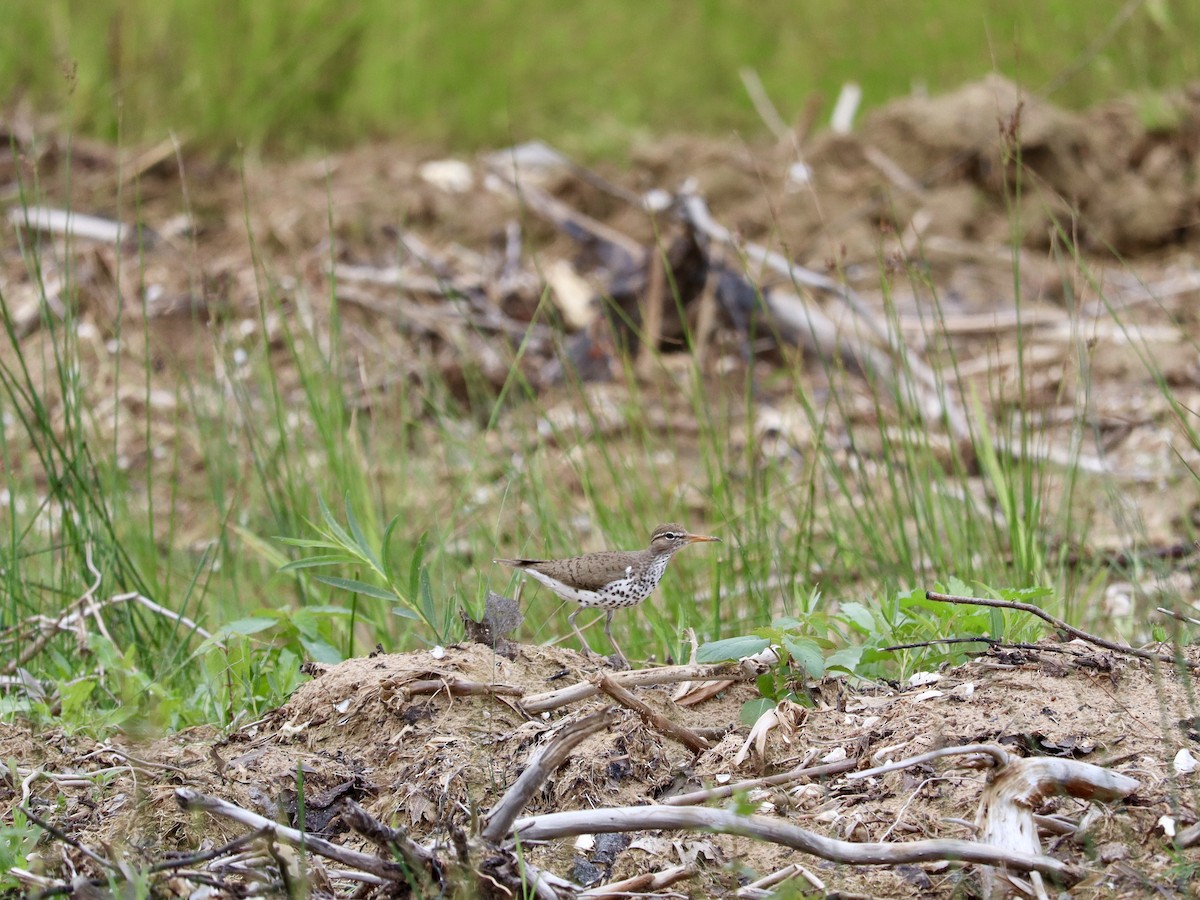 Spotted Sandpiper - ML620664261