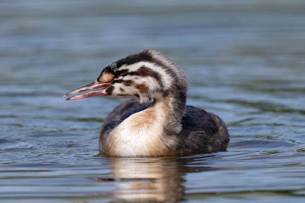 Great Crested Grebe - ML620664262