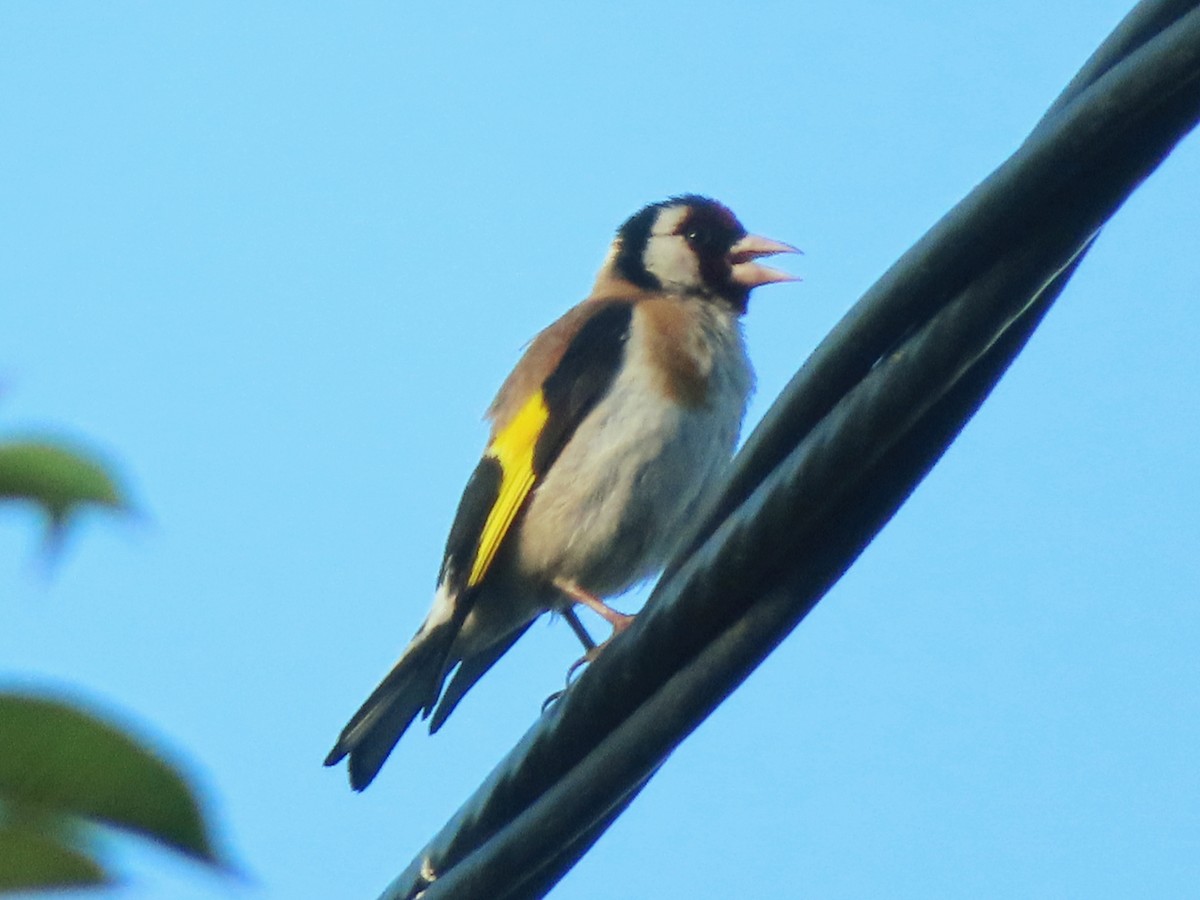 European Goldfinch - ML620664263