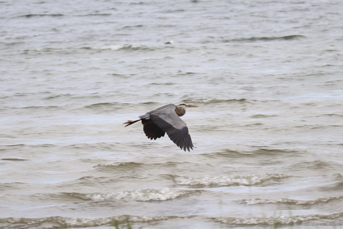 Great Blue Heron - ML620664264