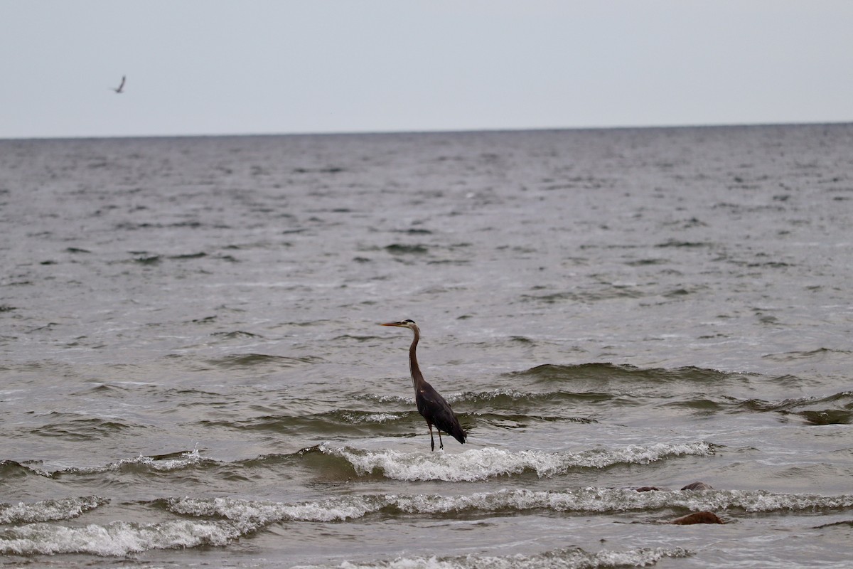 Great Blue Heron - ML620664265