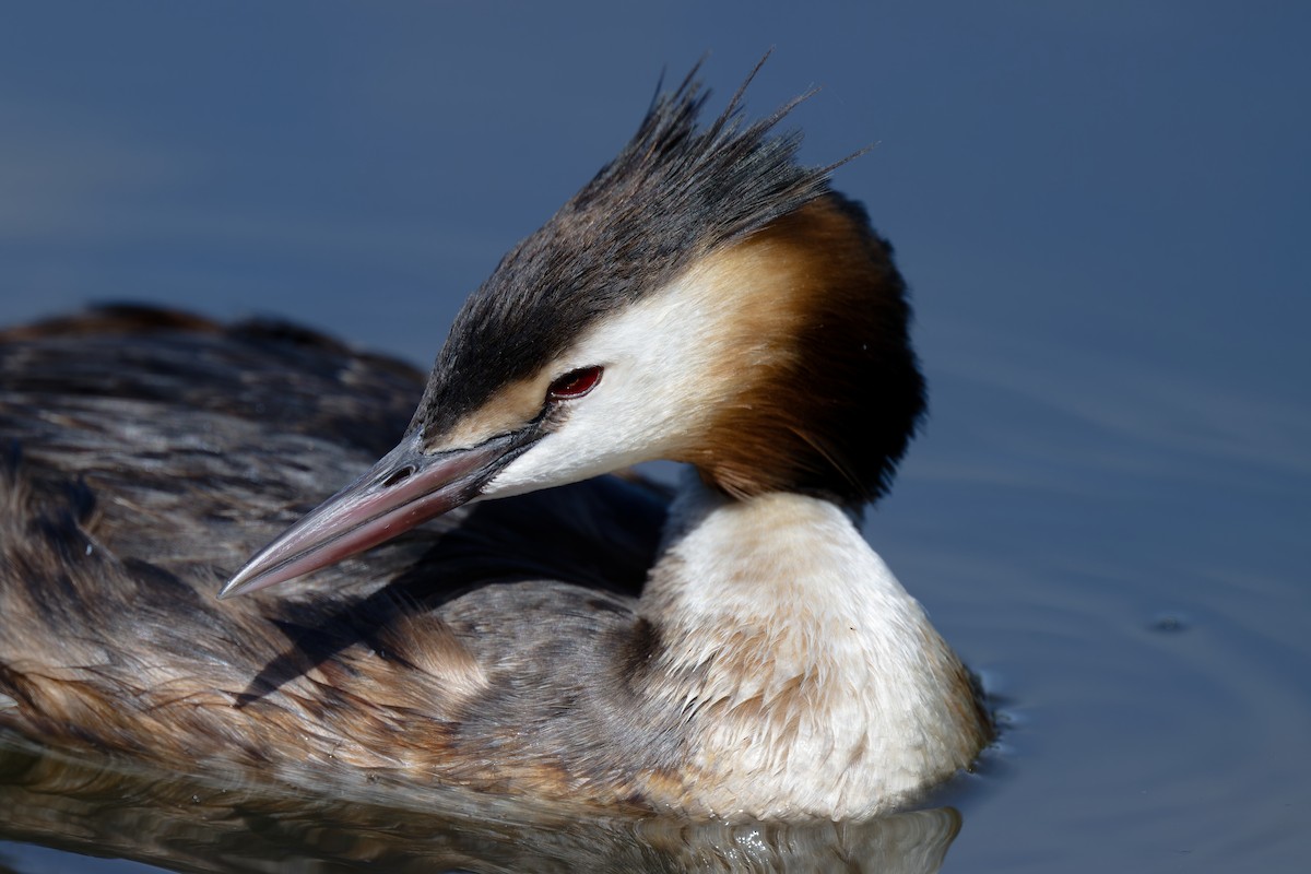 Great Crested Grebe - ML620664267