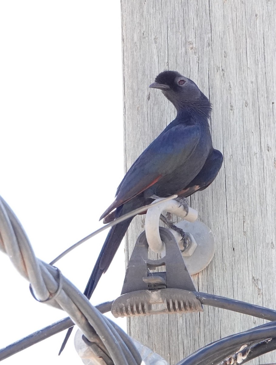 Bristle-crowned Starling - ML620664268