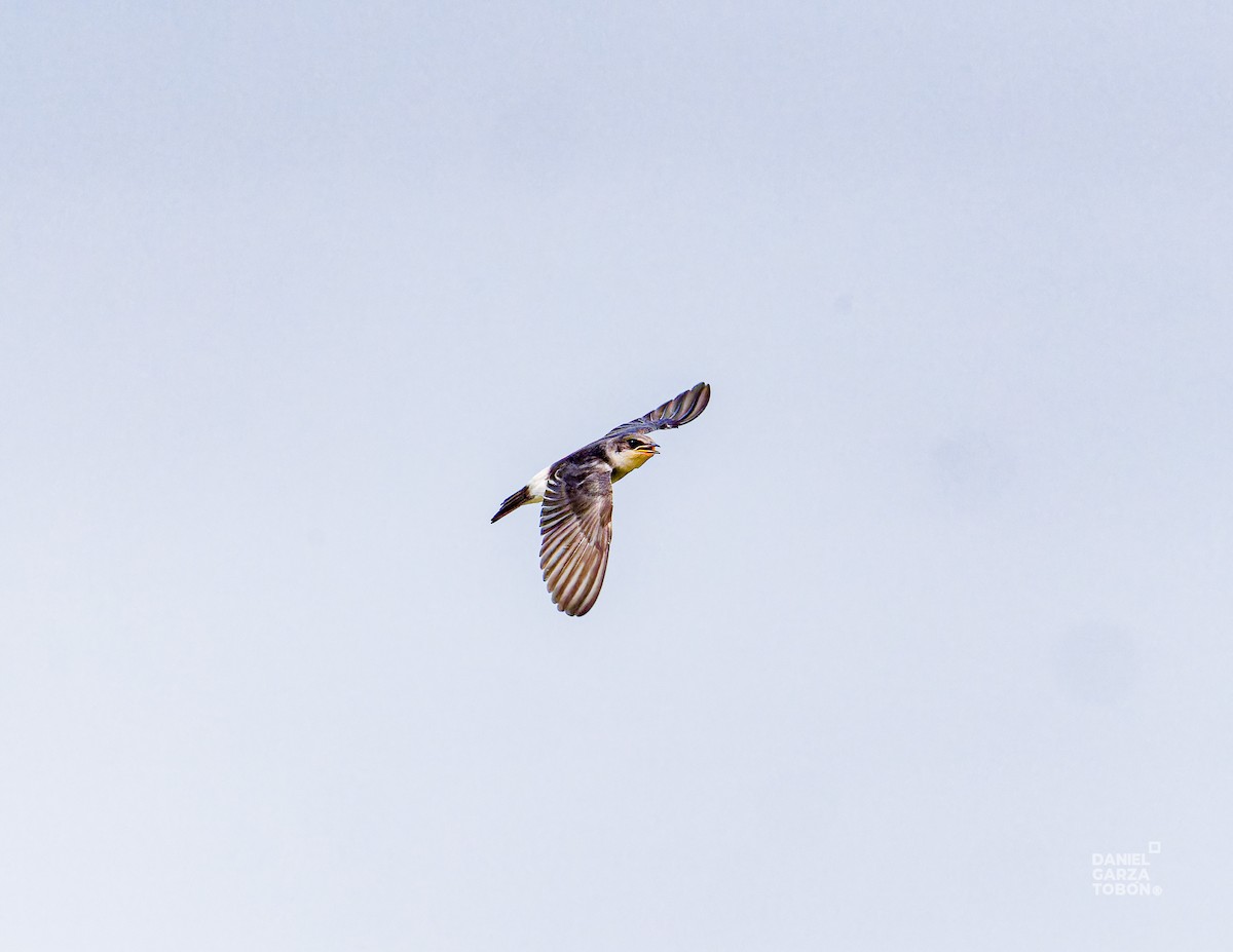 Mangrove Swallow - ML620664269