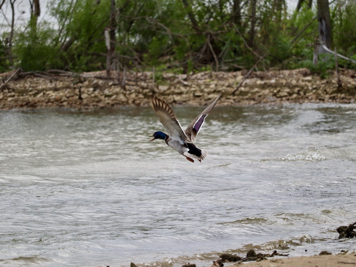 Canard colvert - ML620664271