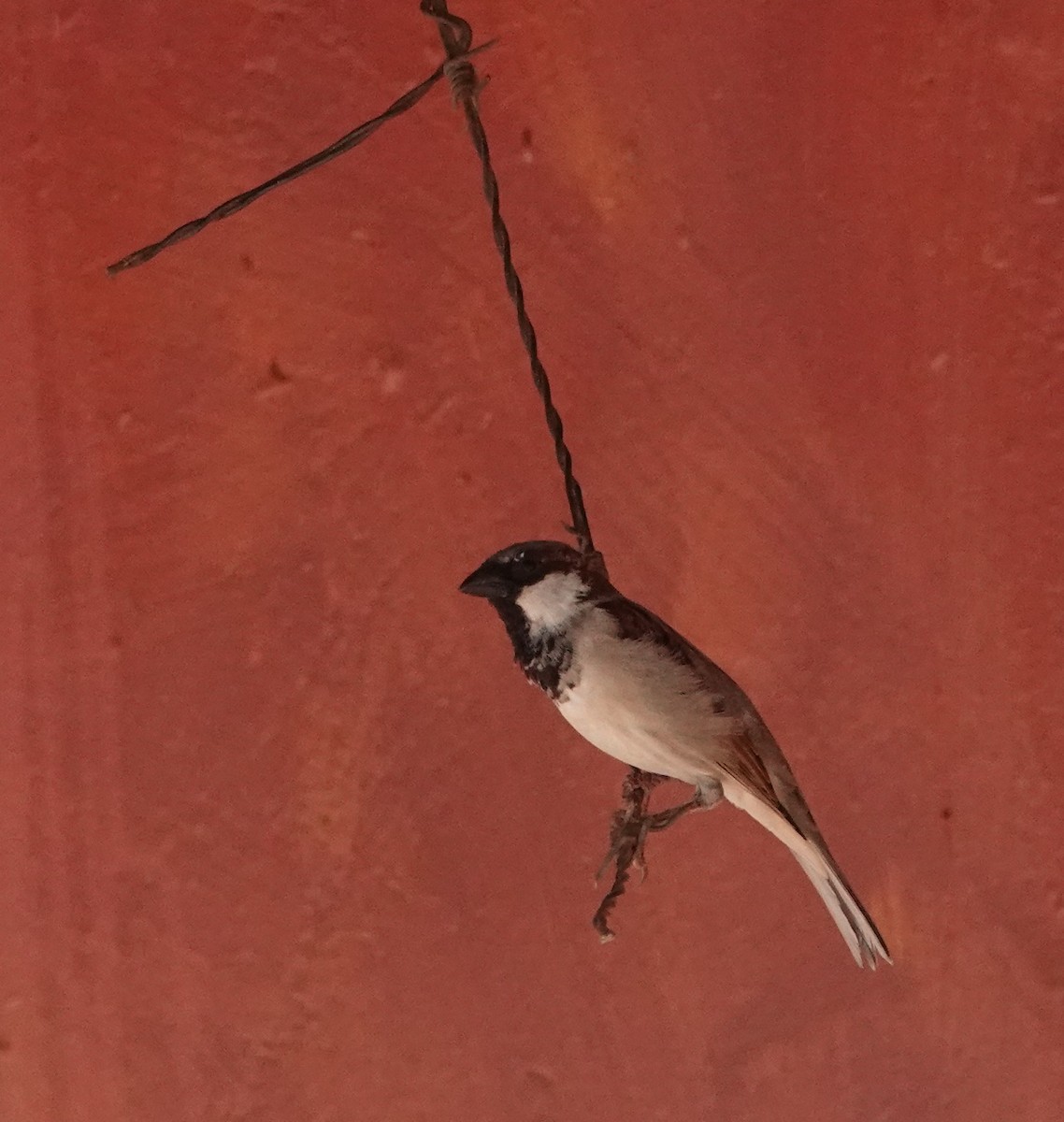 House Sparrow - ML620664272