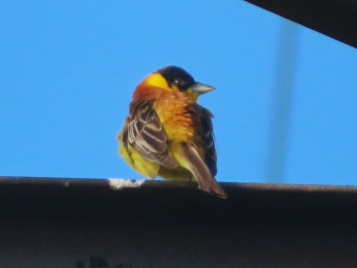 Black-headed Bunting - ML620664273