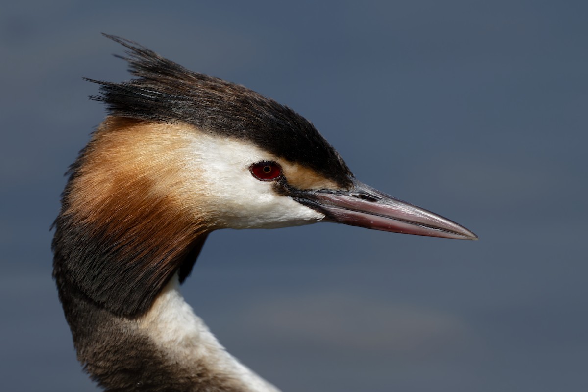 Great Crested Grebe - ML620664274