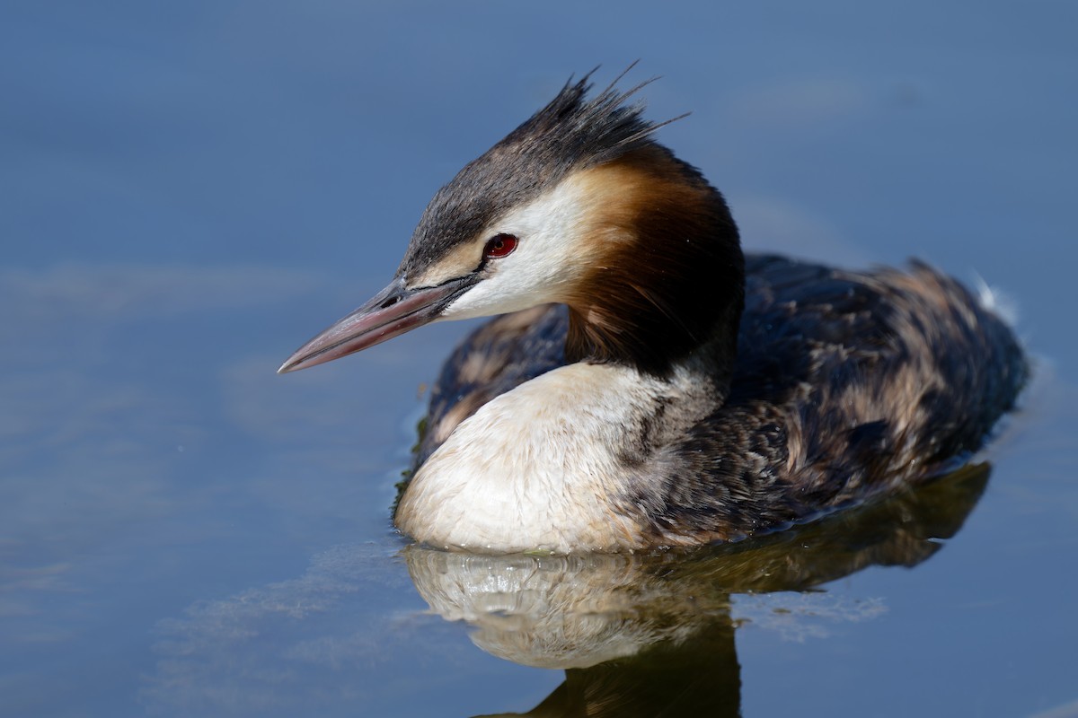 Great Crested Grebe - ML620664277