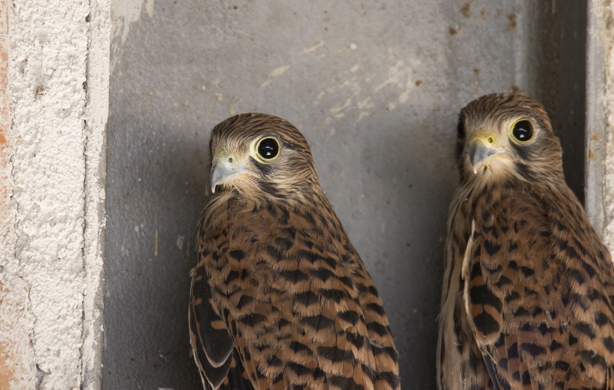 Eurasian Kestrel - ML620664278