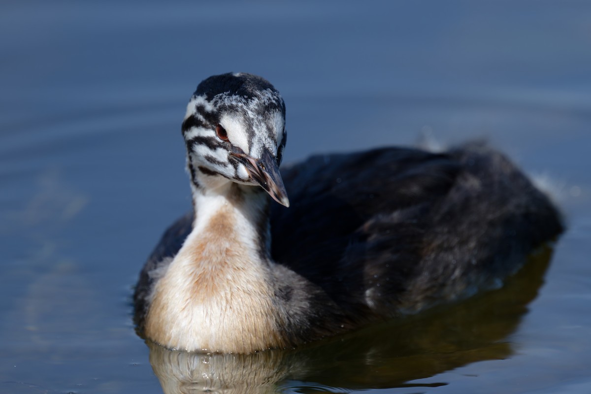 Great Crested Grebe - Andreas Stadler