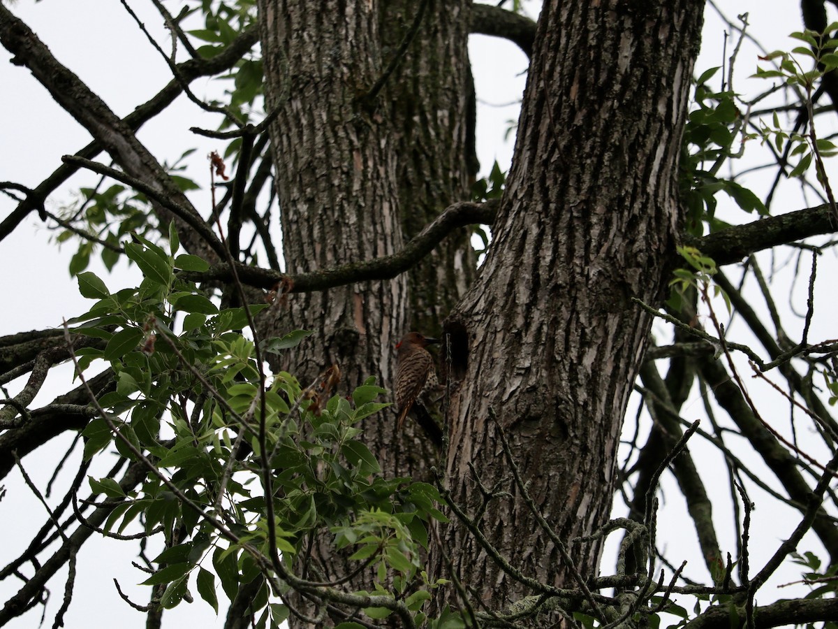 Northern Flicker - ML620664280