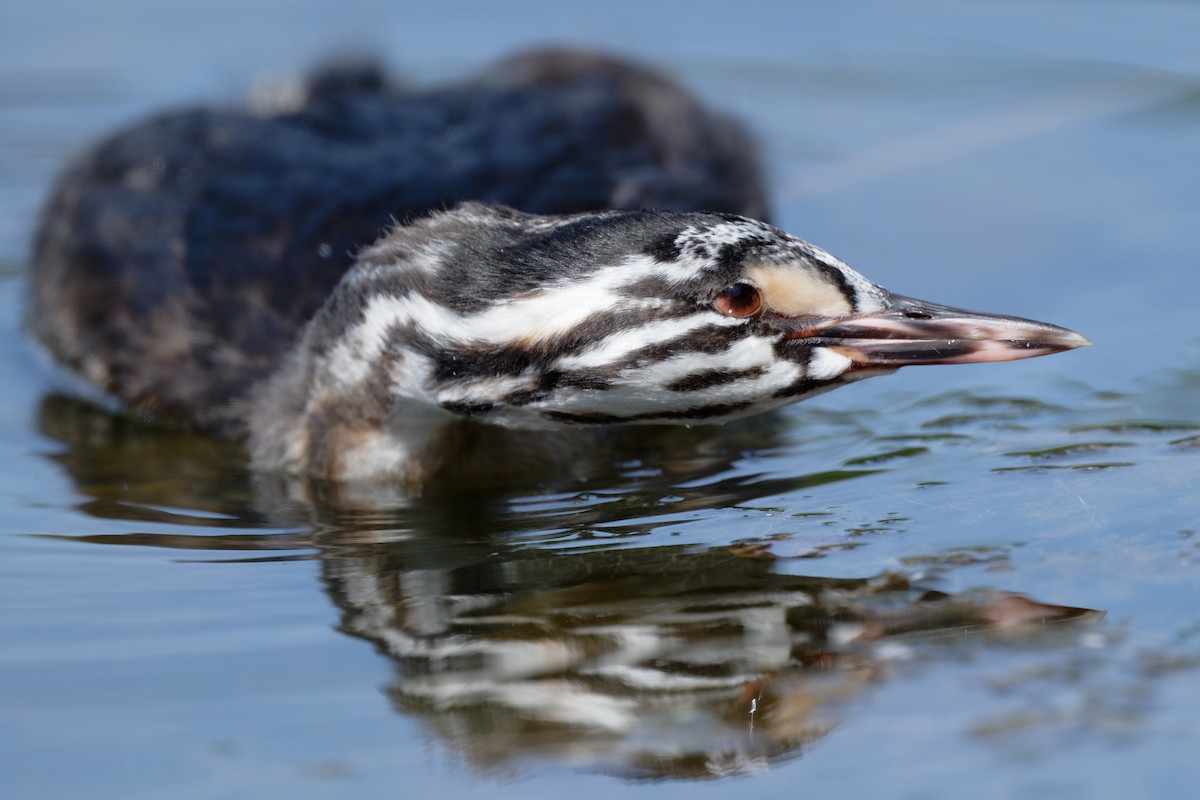 Great Crested Grebe - ML620664283