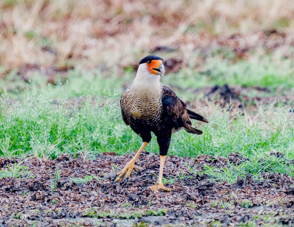 Caracara huppé (cheriway) - ML620664285