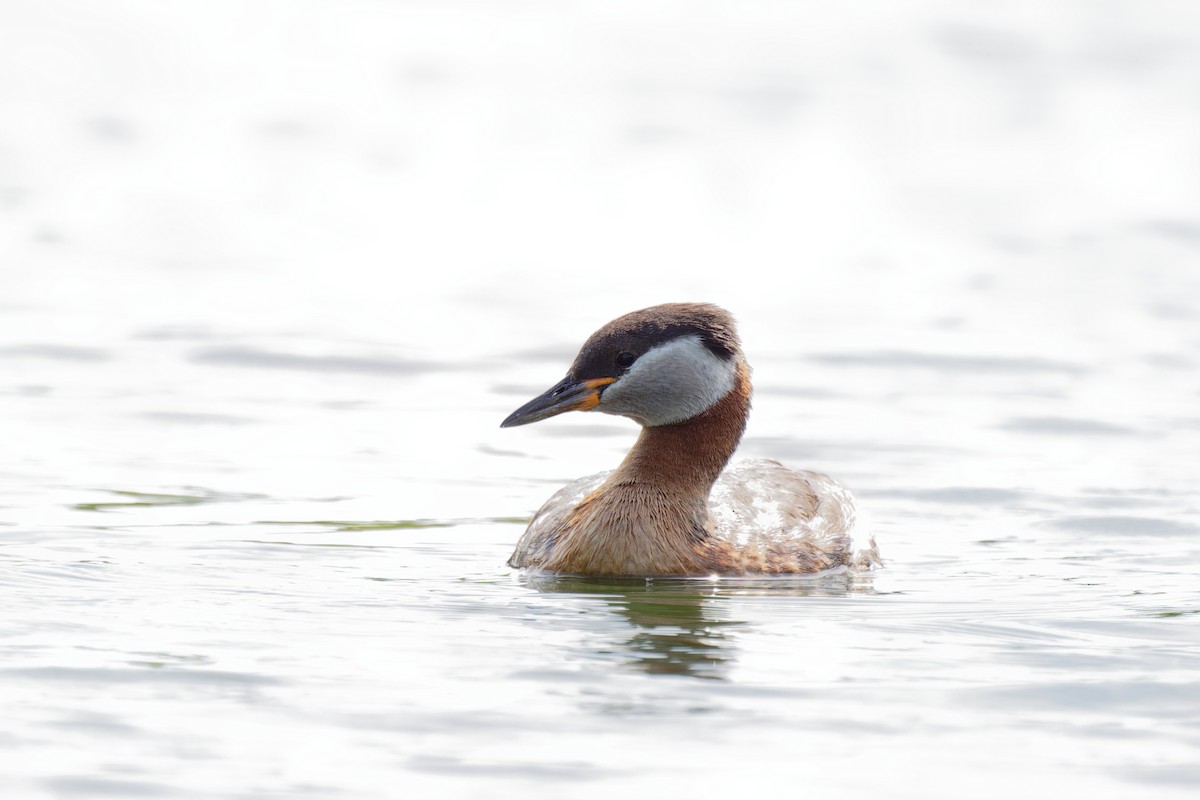 Red-necked Grebe - ML620664287