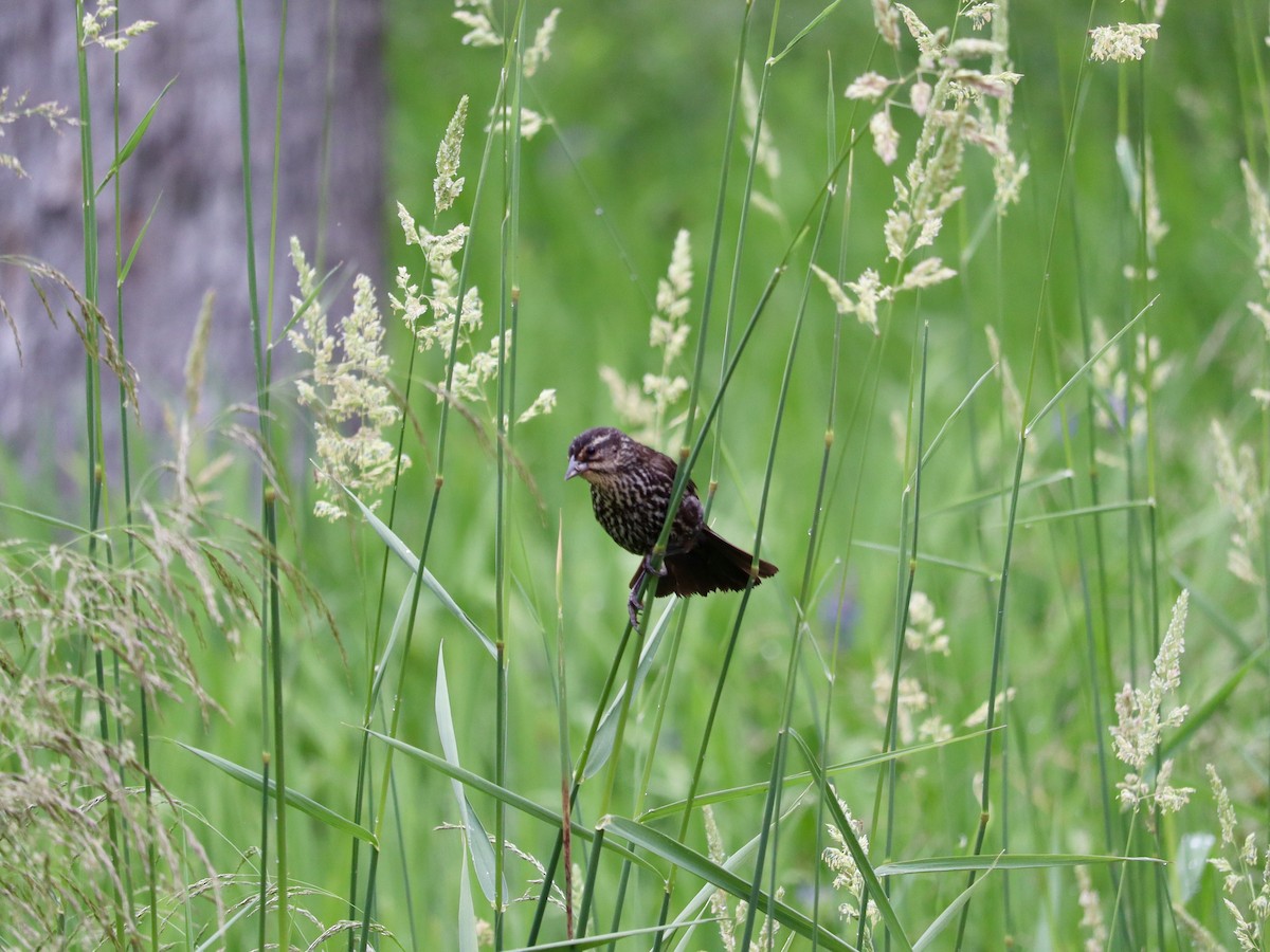 Red-winged Blackbird - ML620664288