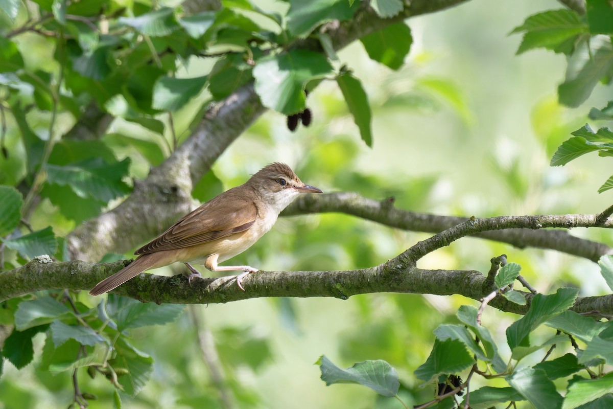 Common Reed Warbler - ML620664291