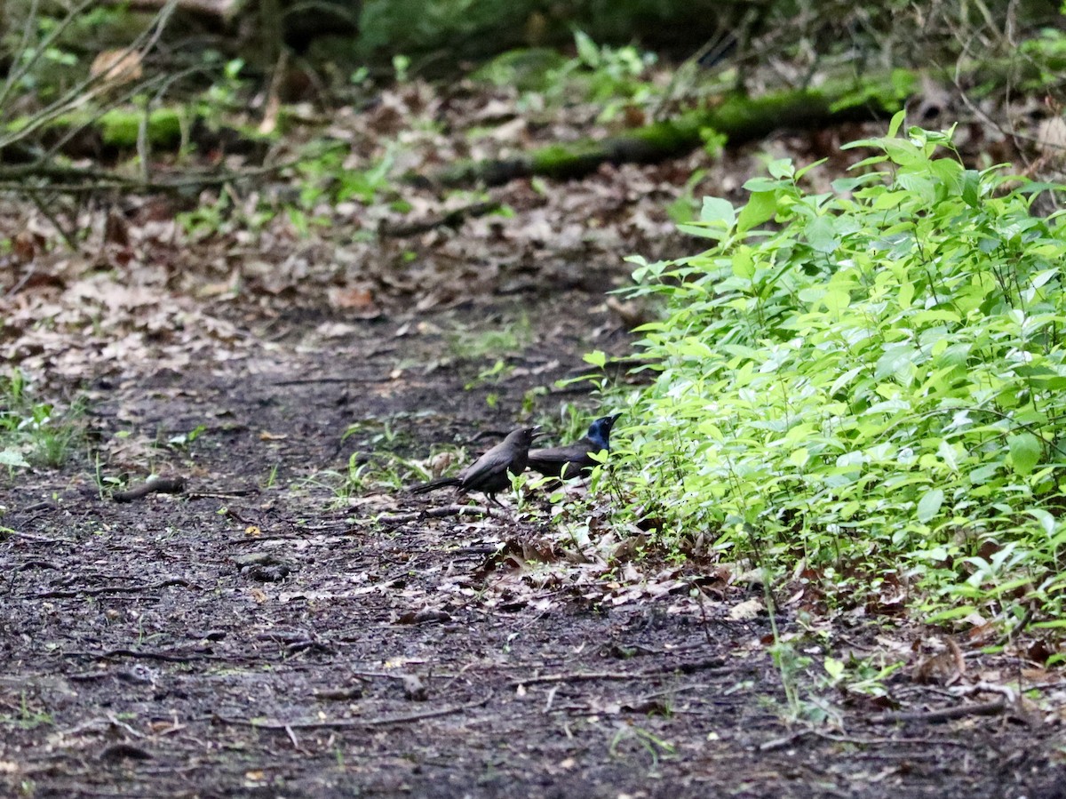 Common Grackle - ML620664292