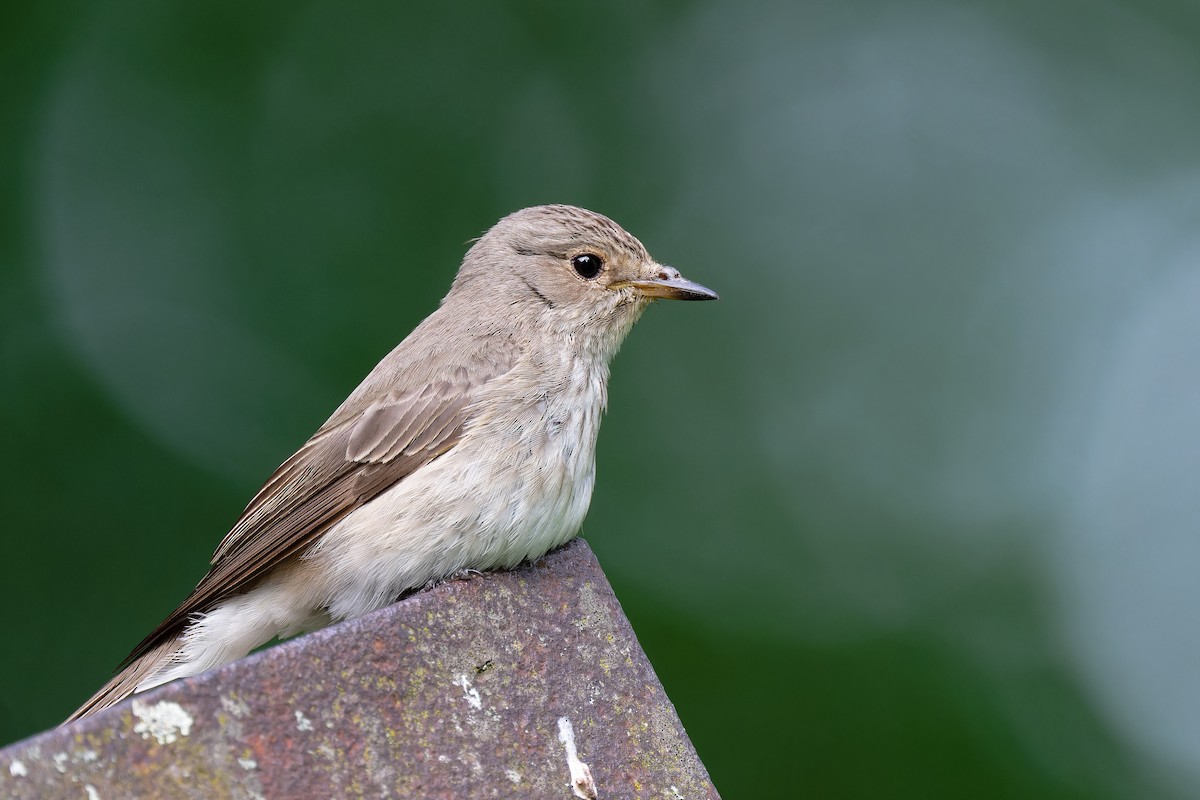 Spotted Flycatcher - ML620664293