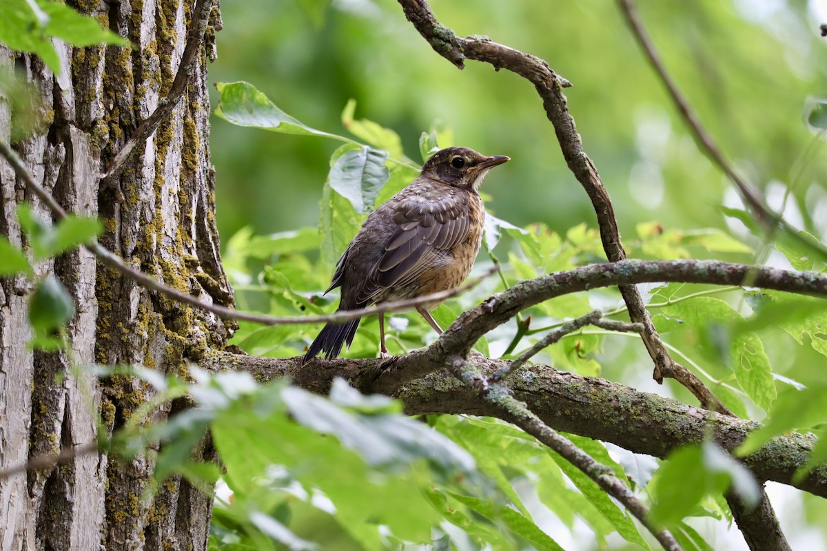 American Robin - ML620664295