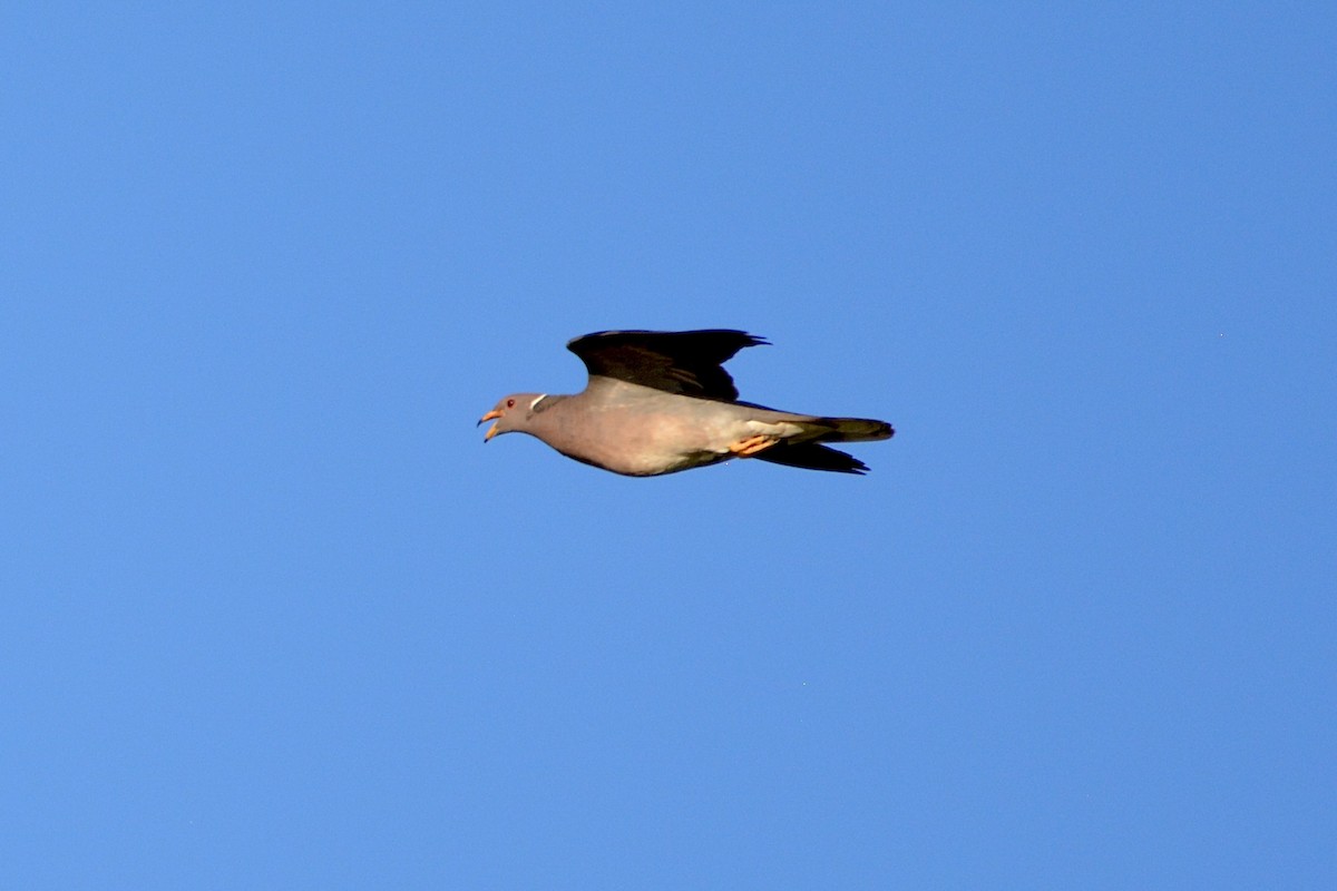 Band-tailed Pigeon - lise owens