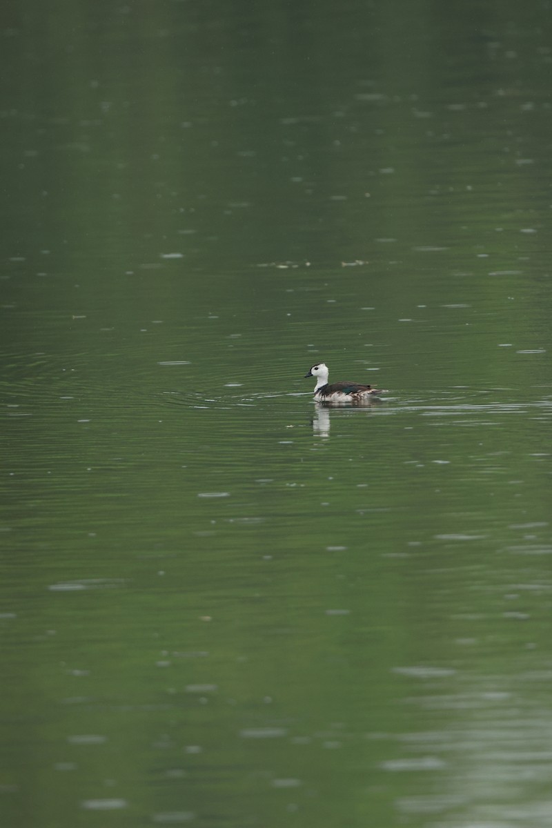 Cotton Pygmy-Goose - ML620664298
