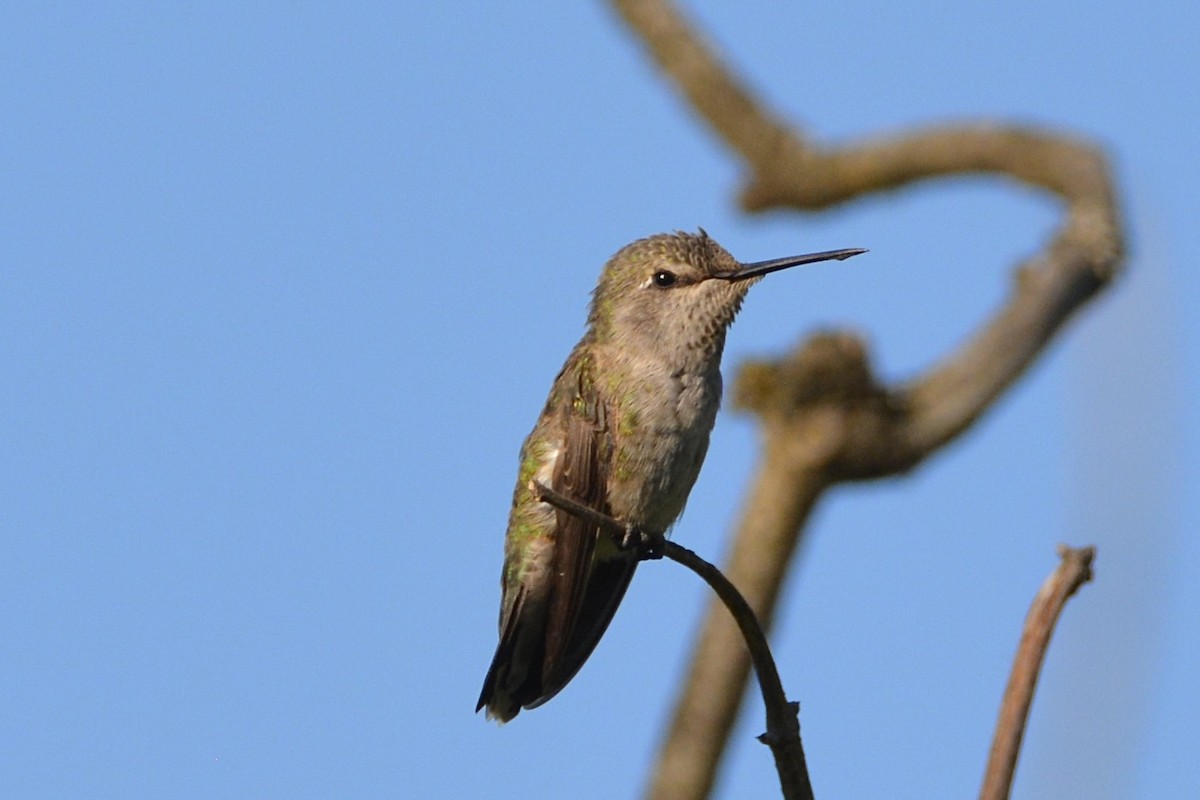 Anna's Hummingbird - ML620664301