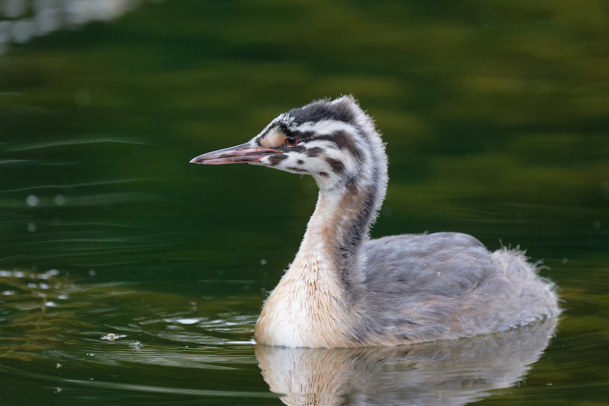 Great Crested Grebe - ML620664303