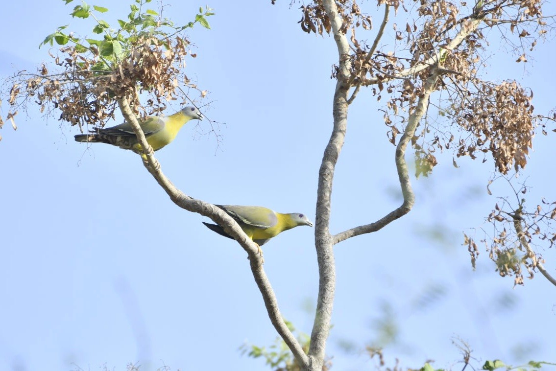 Yellow-footed Green-Pigeon - ML620664305