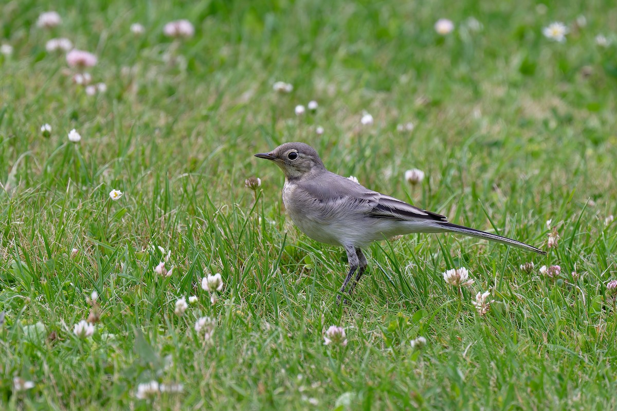 White Wagtail - ML620664307