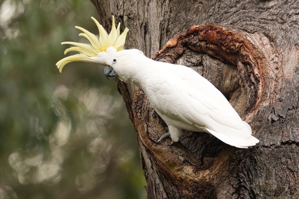 Sulphur-crested Cockatoo - ML620664308